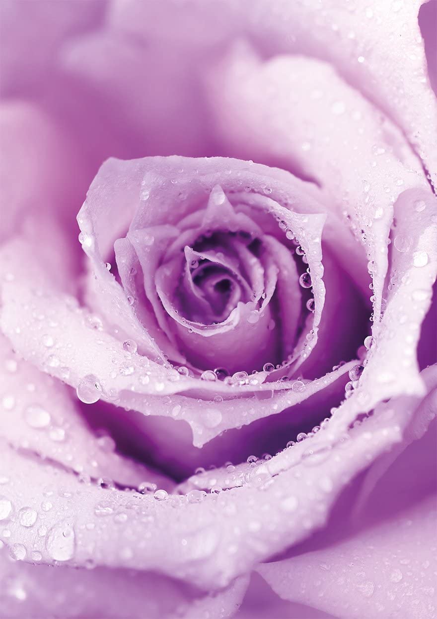 PICSonPAPER Kunstdruck Din A4 Rose MIT TAUTROPFEN, Geschenk, Poster, Geschenkidee, Geburtstagsgeschenk, Wandbild