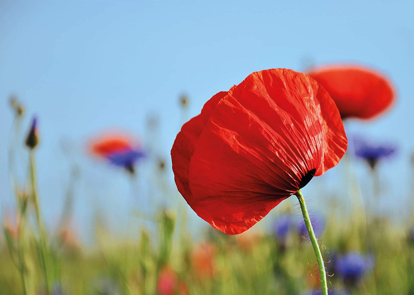 PICSonPAPER Hochwertiges Poster Mohnblume 70 cm breit x 50 cm hoch, Dekoration, Kunstdruck, Wandbild, Fineartprint, Wandposter Sommer, Mohn, Mohnfeld, Blumen
