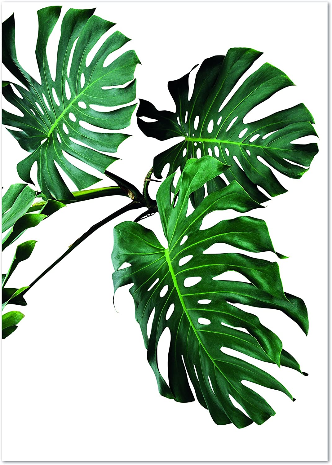 PICSonPAPER Poster Monstera, ungerahmt DIN A4, Dekoration, Kunstdruck, Wandbild, Fineartprint, Wandposter, Poster Blatt, Poster Blätter, (Monstera ungerahmt, DIN A4)