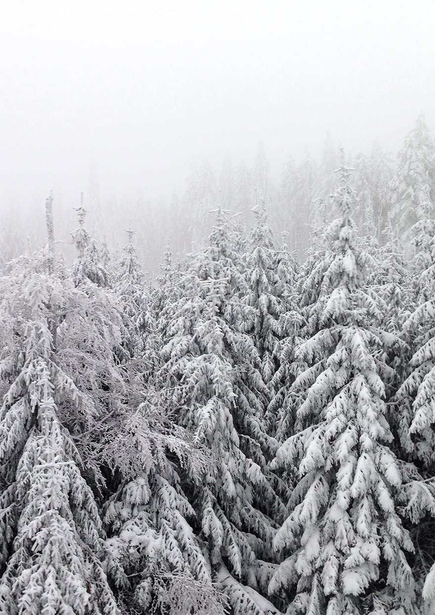 PICSonPAPER Kunstdruck WINTERWALD, ungerahmt DIN A3, Wandbild, Geschenk, Poster, Geschenkidee, Geburtstagsgeschenk (Ohne Bilderrahmen DIN A3)