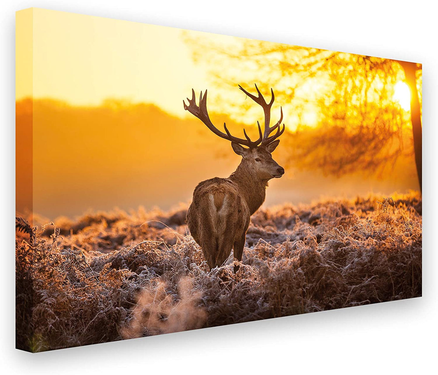 PICSonPAPER Hochwertiges Leinwandbild Hirsch in Morgensonne, 70 cm x 50 cm, Dekoration, Kunstdruck, Wandbild, Geweih, Rotwild, Wild, Premium Qualität