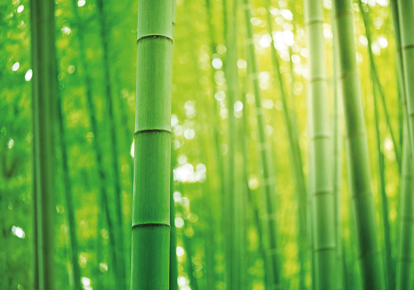 PICSonPAPER Poster Bambus, 100 cm breit x 70 cm hoch, Dekoration, Kunstdruck, Wandbild, Fineartprint, grün, Wald, Bamboo, Blätter