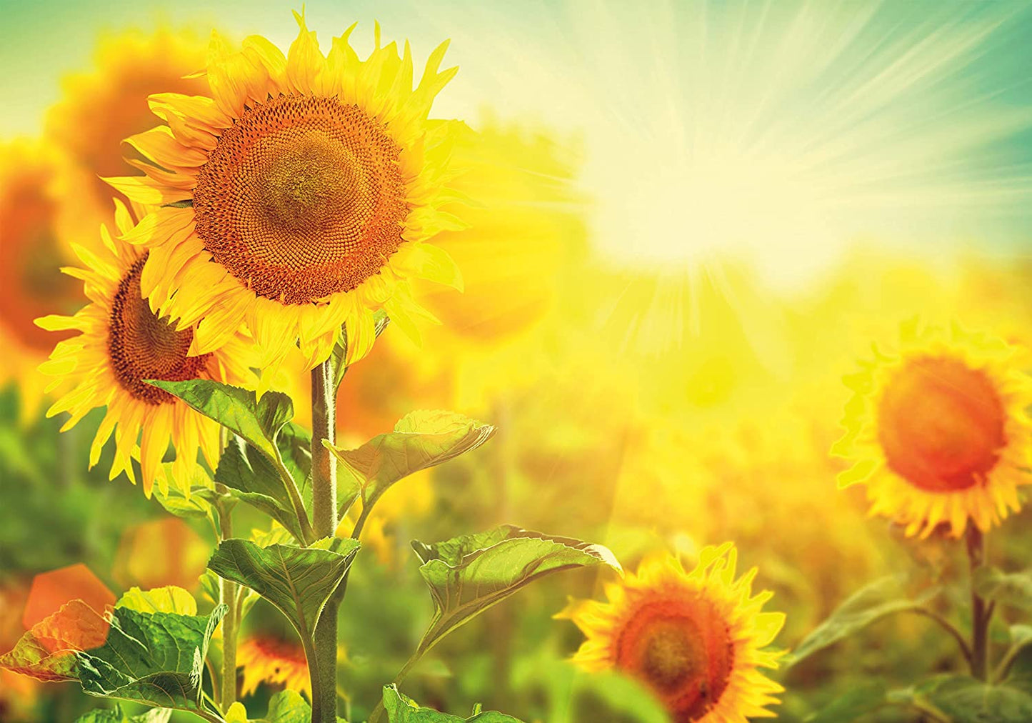 PICSonPAPER Hochwertiges Poster Sonnenblume, 100 cm breit x 70 cm hoch, Dekoration, Kunstdruck, Wandbild, Fineartprint, Blume, Feld Sonnenblumenfeld