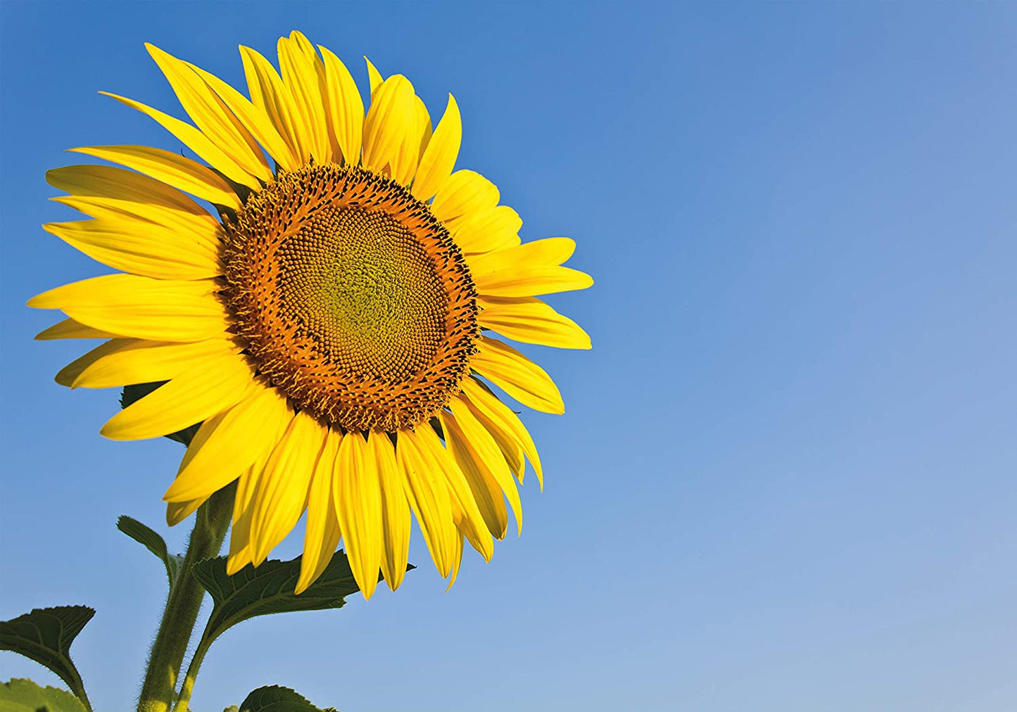 PICSonPAPER Hochwertiges Poster Sonnenblume vor blauem Himmel, 100 cm breit x 70 cm hoch, Dekoration, Kunstdruck, Wandbild, Fineartprint, Blume, Feld Sonnenblumenfeld