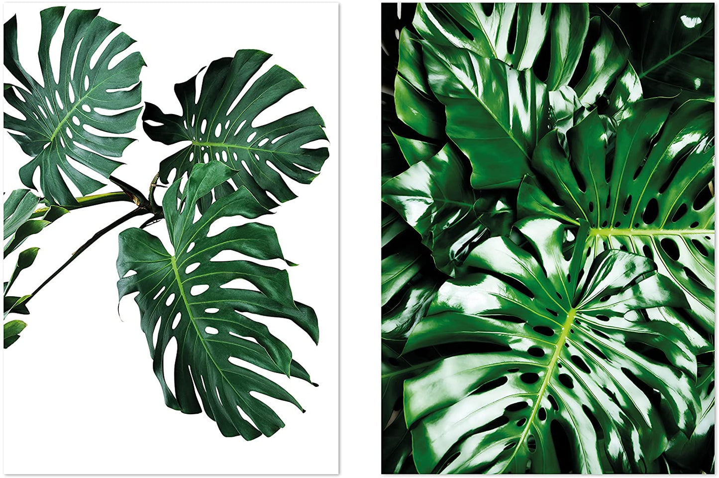 PICSonPAPER 2er Posterset Monstera, ungerahmt 30 x 40, Dekoration, Kunstdruck, Wandbild, Fineartprint, Wandposter, Poster Blätter (Ohne Rahmen)