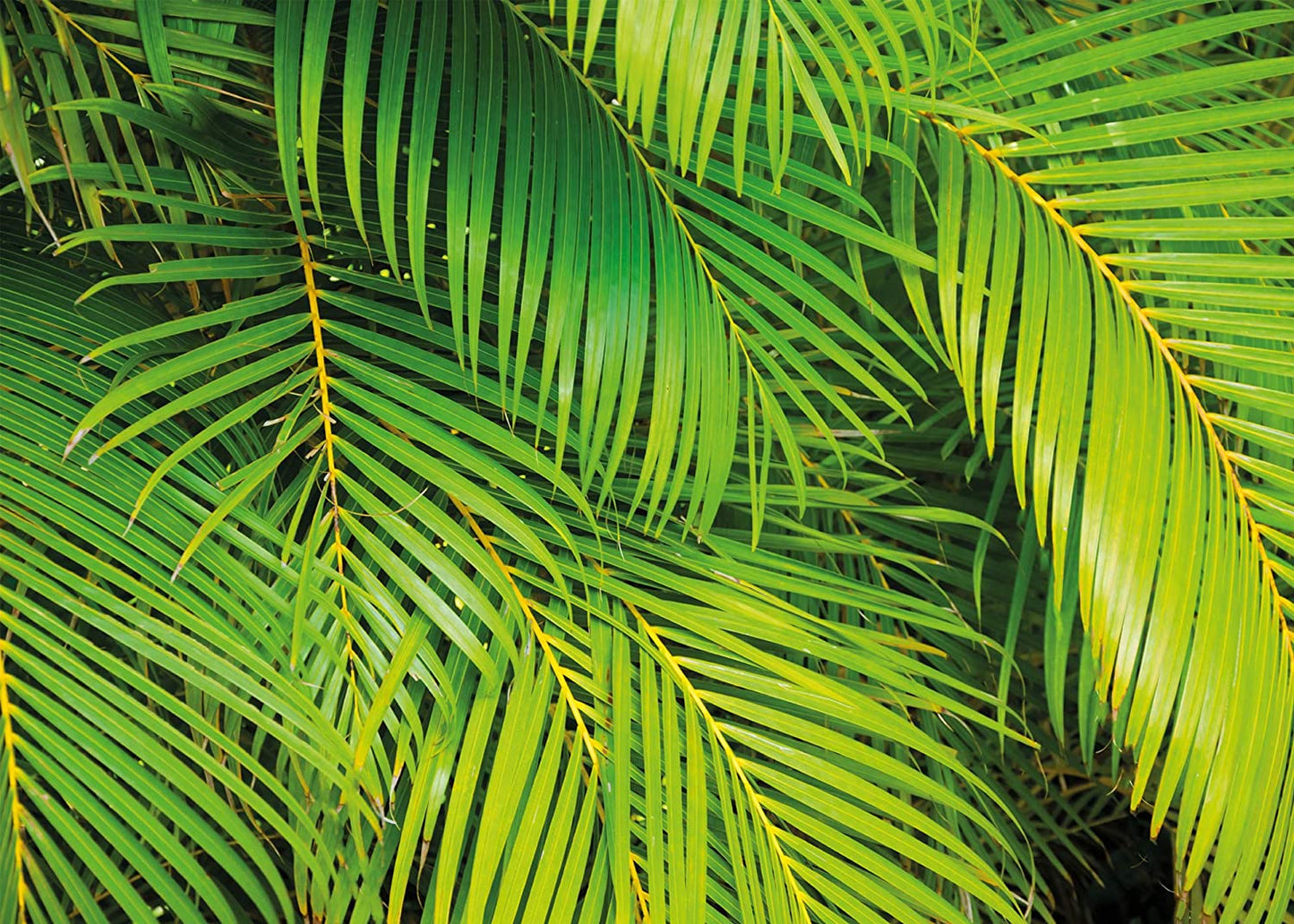 PICSonPAPER Hochwertiges Poster Palmenblätter 70 cm breit x 50 cm hoch, Dekoration, Kunstdruck, Wandbild, Fineartprint, Wandposter Blätter, Palmenblatt