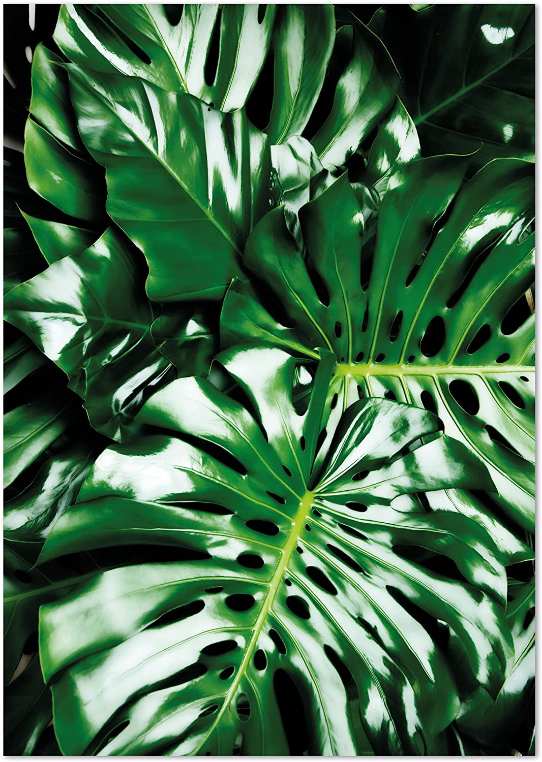 PICSonPAPER Poster Monstera, ungerahmt 40 cm x 50 cm, Dekoration, Kunstdruck, Wandbild, Fineartprint, Wandposter, Poster Blatt, Poster Blätter, (Monstera ungerahmt, 40 cm x 50 cm)