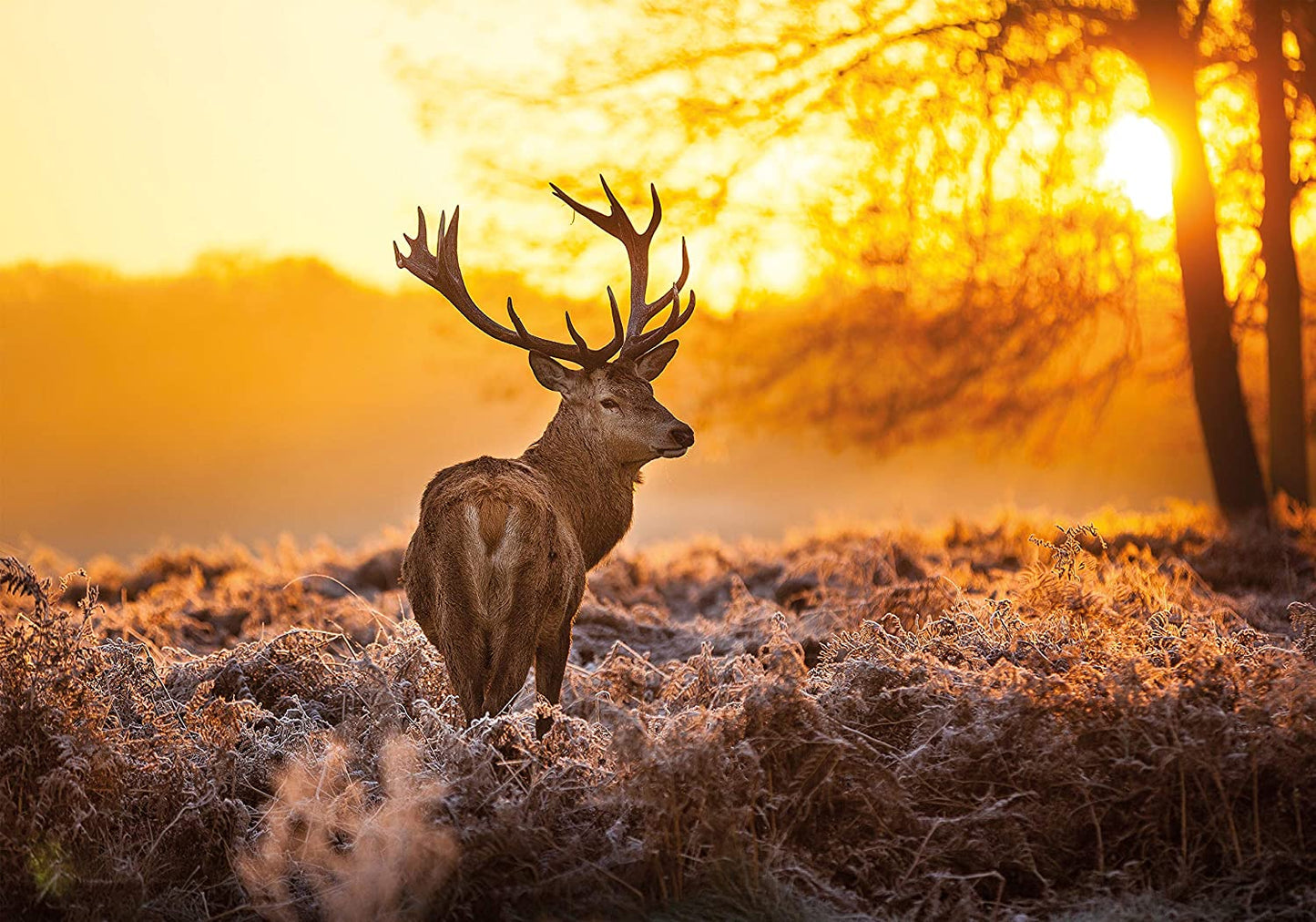 PICSonPAPER Hochwertiges Poster Hirsch in Morgensonne, 100 cm breit x 70 cm hoch, Dekoration, Kunstdruck, Wandbild, Fineartprint, Wild, Rotwild, Wald, Geweih, Premium Qualität