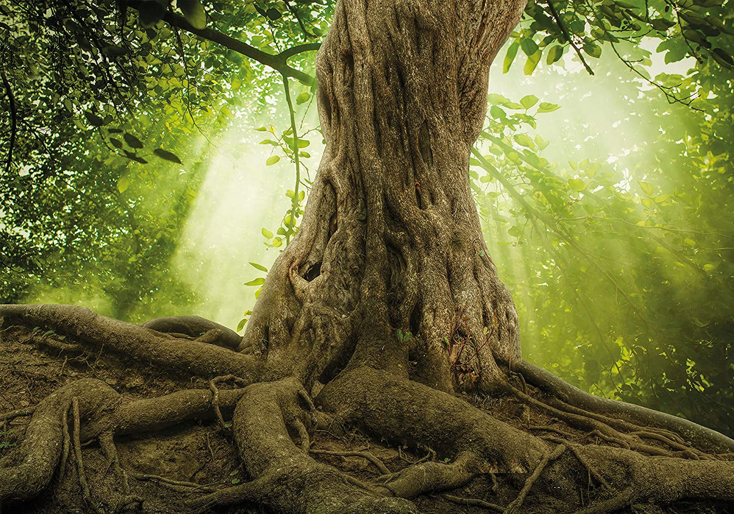 PICSonPAPER Hochwertiges Poster Magischer Baum Wurzeln, 100 cm breit x 70 cm hoch, Dekoration, Kunstdruck, Wandbild, Fineartprint, Wald, Sonnenstrahlen, Wurzel