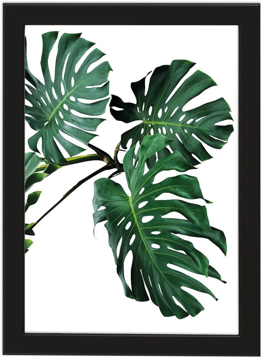 PICSonPAPER Poster Monstera, schwarz gerahmt DIN A4, Dekoration, Kunstdruck, Wandbild, Fineartprint, Wandposter, Poster Blatt mit Rahmen, Poster Blätter mit Rahmen, (Monstera schwarz gerahmt, DIN A4)