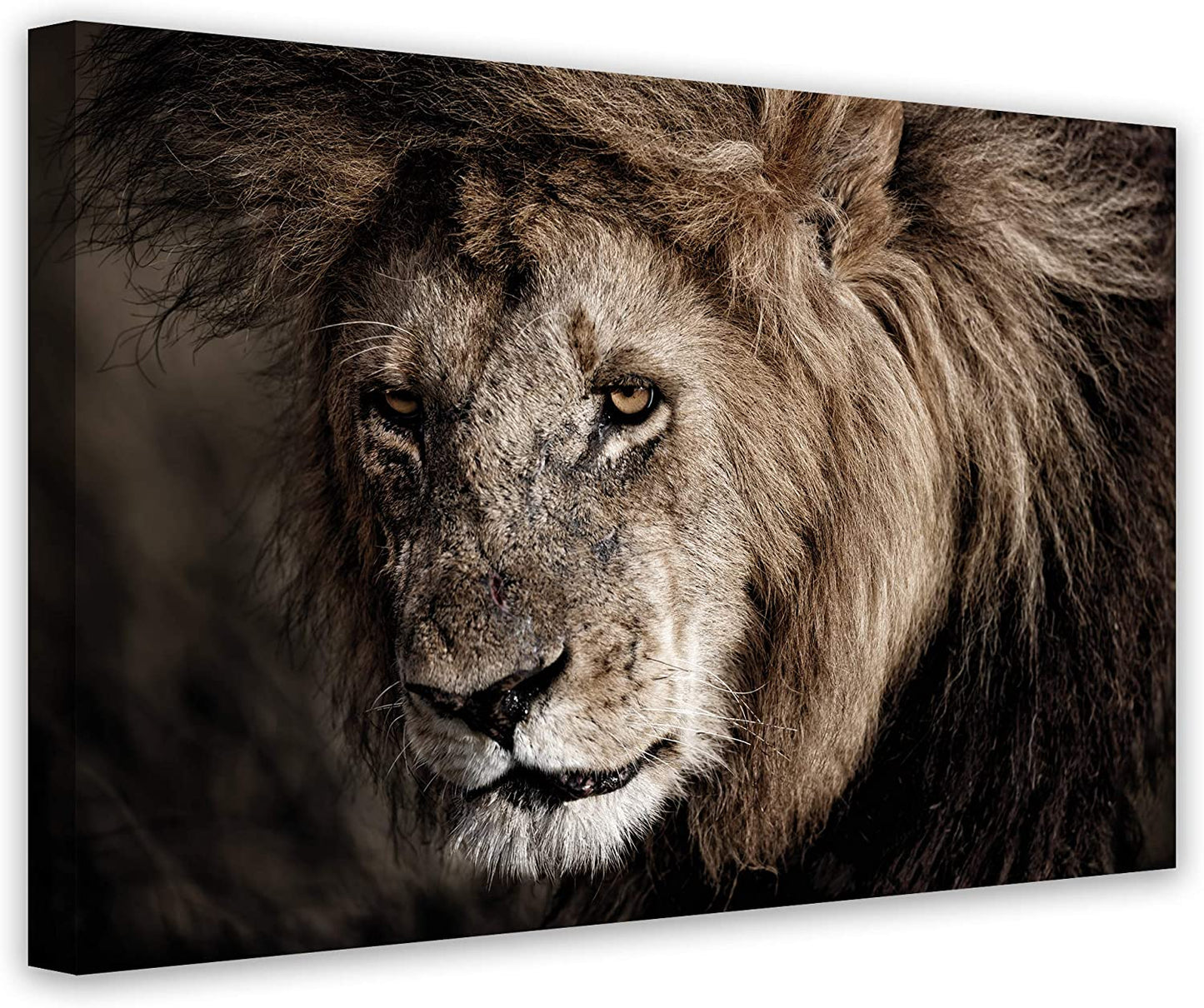 PICSonPAPER Hochwertiges Leinwandbild Löwe, 70 cm x 50 cm, Dekoration, Kunstdruck, Wandbild, willife, Premium Qualität