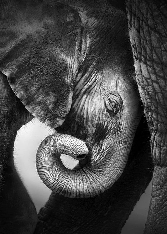 PICSonPAPER Hochwertiges Poster Elefantenbaby, 50 cm breit x 70 cm hoch, Dekoration, Kunstdruck, Wandbild, Fineartprint, Wandposter Elefant, Baby, Kind, schwarz Weiss
