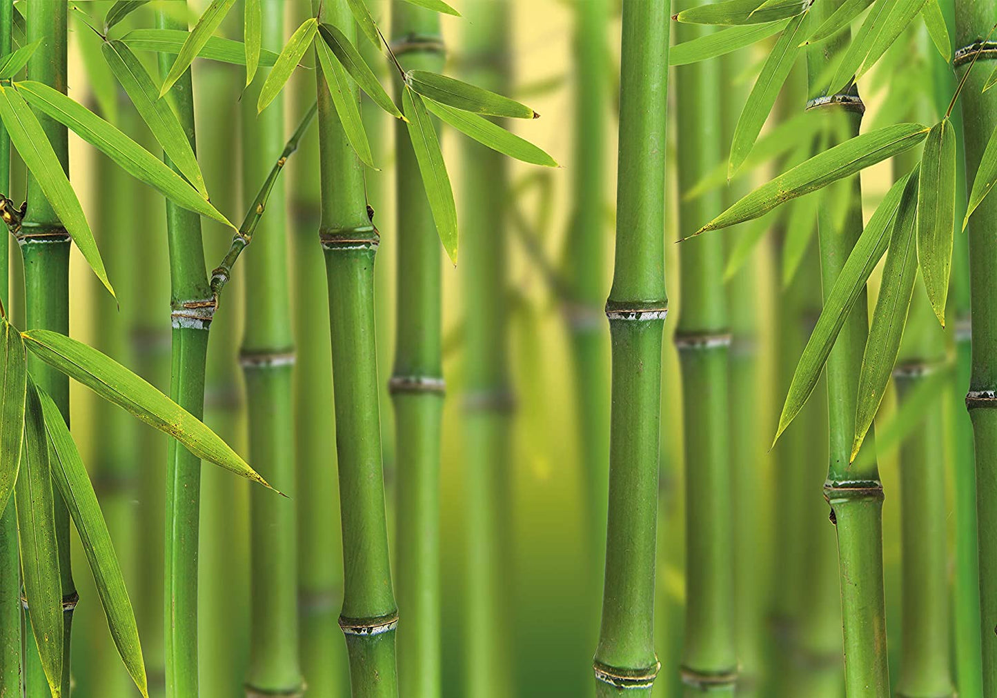 PICSonPAPER Poster Bambus, 100 cm breit x 70 cm hoch, Dekoration, Kunstdruck, Wandbild, Fineartprint, grün, Wald, Bamboo, Blätter
