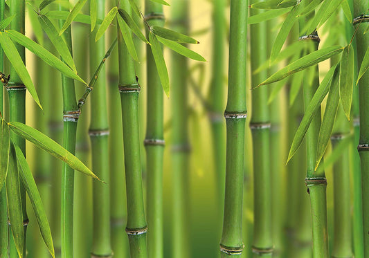 PICSonPAPER Poster Bambus, 100 cm breit x 70 cm hoch, Dekoration, Kunstdruck, Wandbild, Fineartprint, grün, Wald, Bamboo, Blätter