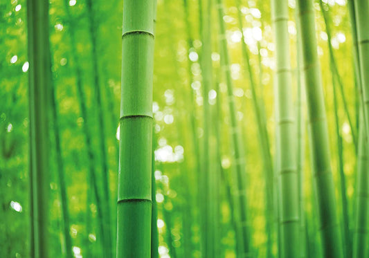 PICSonPAPER Poster Bambus, 100 cm breit x 70 cm hoch, Dekoration, Kunstdruck, Wandbild, Fineartprint, grün, Wald, Bamboo, Blätter