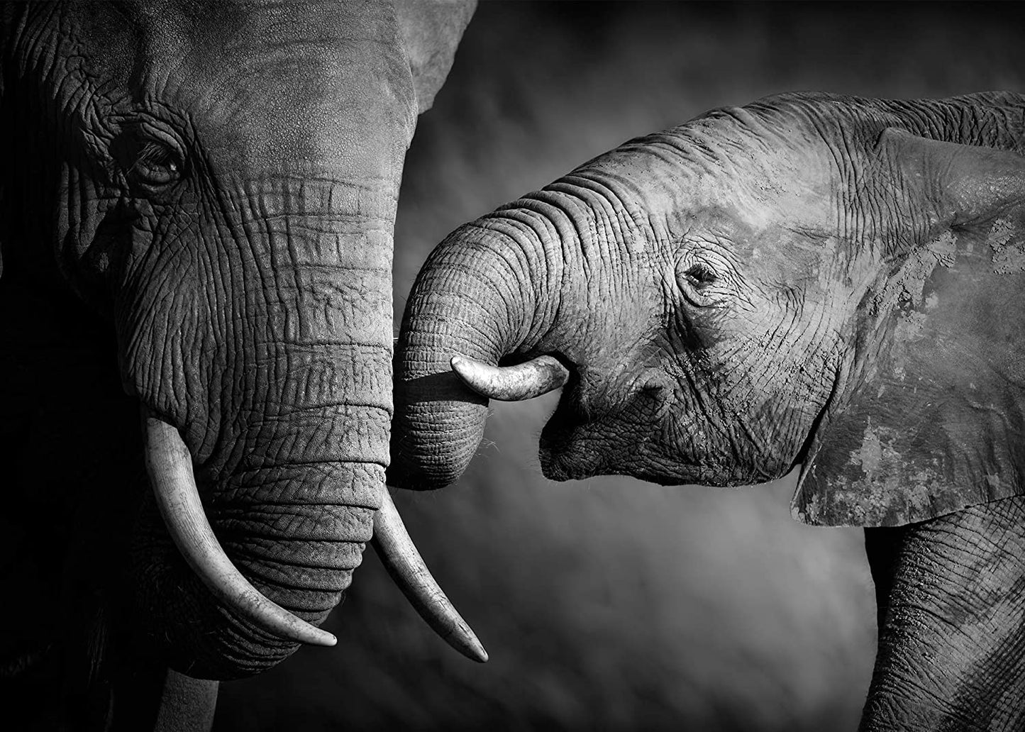 PICSonPAPER Hochwertiges Poster Elefantenbaby mit Mama, 70 cm breit x 50 cm hoch, Dekoration, Kunstdruck, Wandbild, Fineartprint, Wandposter Elefant, Baby, Kind, schwarz Weiss