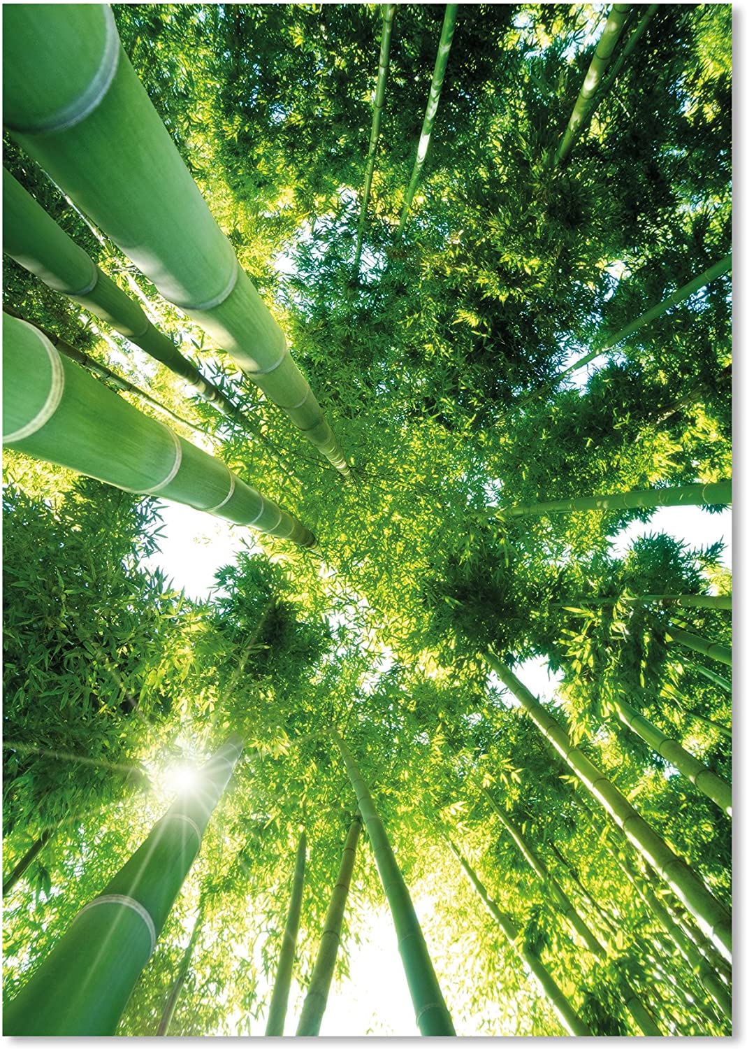 PICSonPAPER Poster Green Bamboo, ungerahmt 40 cm x 50 cm, Dekoration, Kunstdruck, Wandbild, Fineartprint (Bambus, 40 cm x 50 cm)