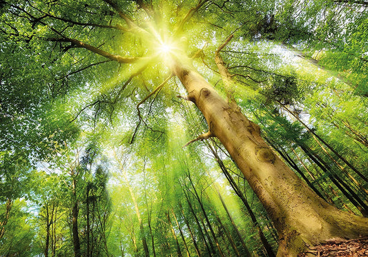 PICSonPAPER Poster Baum Sonnenstrahlen Blätter, 100 cm breit x 70 cm hoch, Dekoration, Kunstdruck, Wandbild, Fineartprint, Wald, Sommer, Premium Qualität